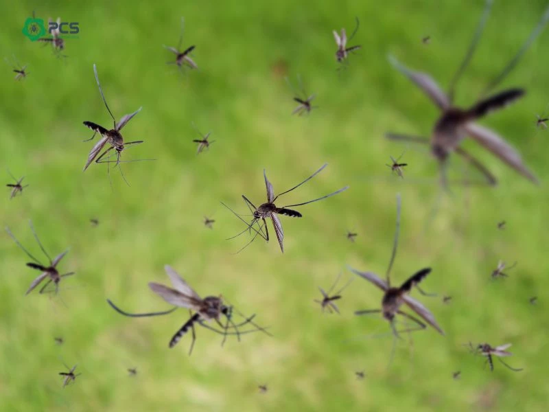 Muỗi là gì? Tổng hợp các thông tin về muỗi
